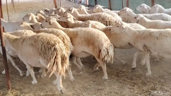 غنم حريه جروم ناهيه 39 رأس دفيع واصل 16