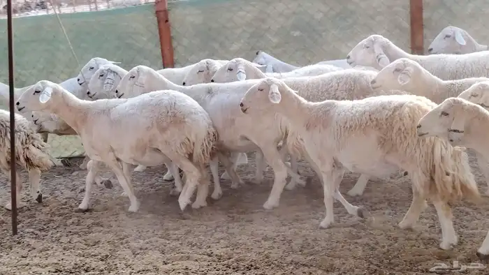 غنم حريه جروم ناهيه 39 رأس دفيع واصل 25