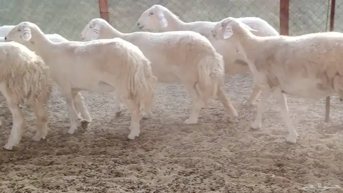 غنم حريه جروم ناهيه 39 رأس دفيع واصل 11