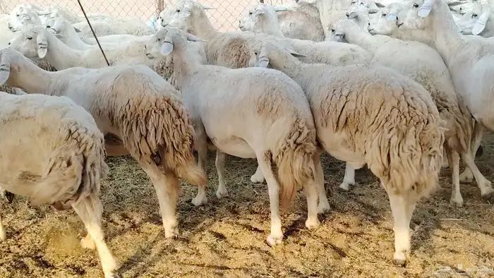 غنم حريه جروم ناهيه 39 رأس دفيع واصل 5