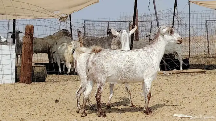 معزه مرخ للبيع 0