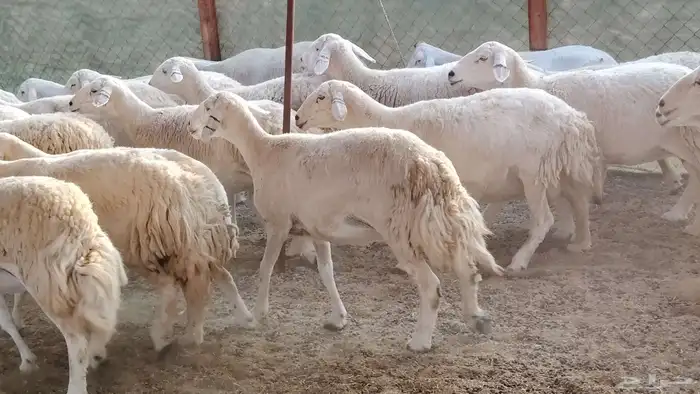 غنم حريه جروم ناهيه 39 رأس دفيع واصل 26