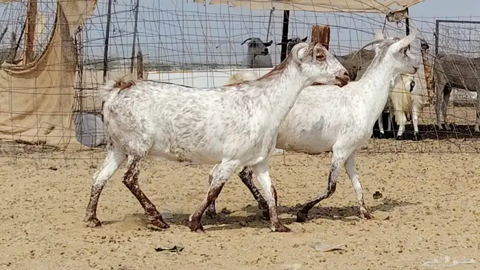 معزه مرخ للبيع 3