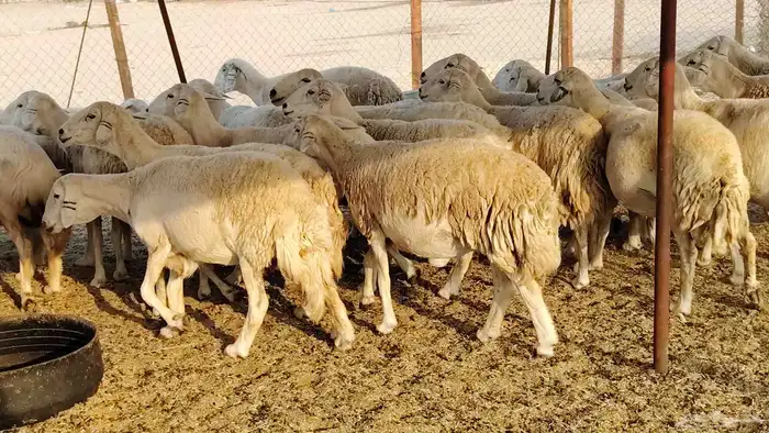 غنم حريه جروم ناهيه 39 رأس دفيع واصل 10