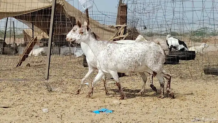 معزه مرخ للبيع 5