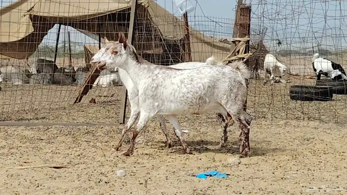 معزه مرخ للبيع 6