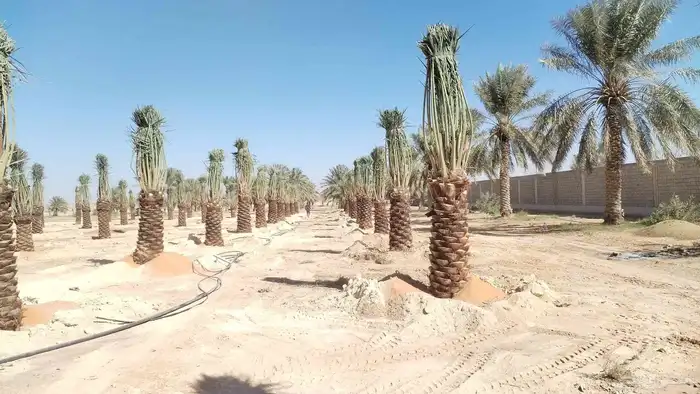 ابومحمد لتوريد جميع انواع النخيل المثمروتركيب الشبوك 050126 8