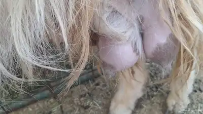 برصاء طيبه دافع قريب ولادتها باذن الله index