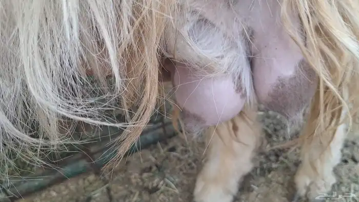 برصاء طيبه دافع قريب ولادتها باذن الله 4