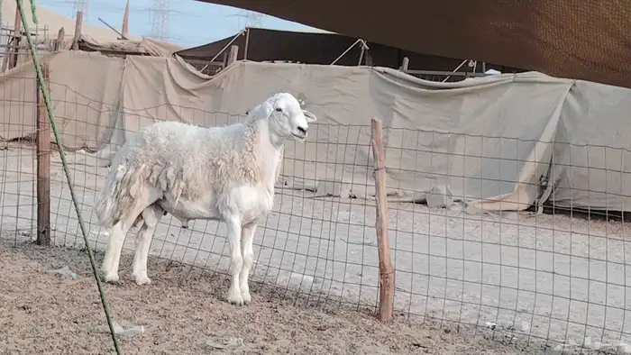 طلي فحل سنه توه سدس مشروط 3