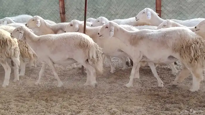 غنم حريه جروم ناهيه 39 رأس دفيع واصل 14