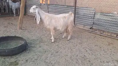 برصاء طيبه دافع قريب ولادتها باذن الله index