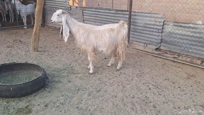 برصاء طيبه دافع قريب ولادتها باذن الله 2