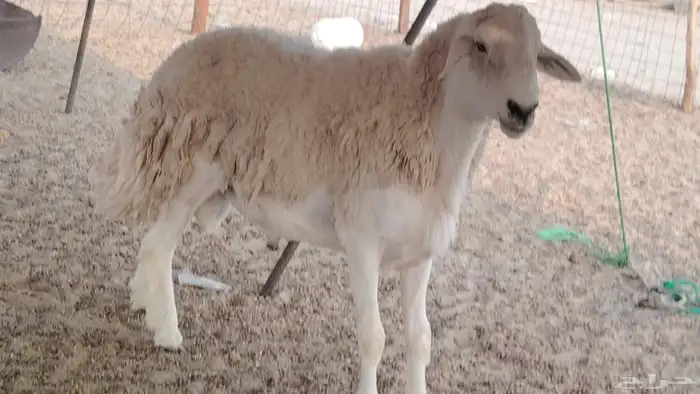 طلي فحل سنه توه سدس مشروط 5