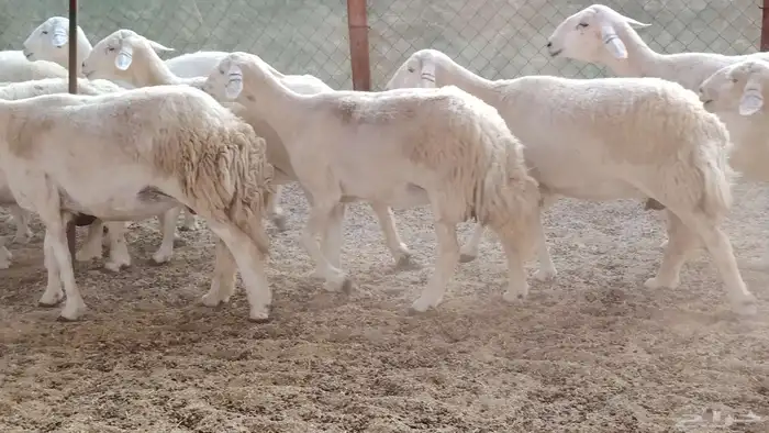 غنم حريه جروم ناهيه 39 رأس دفيع واصل 13