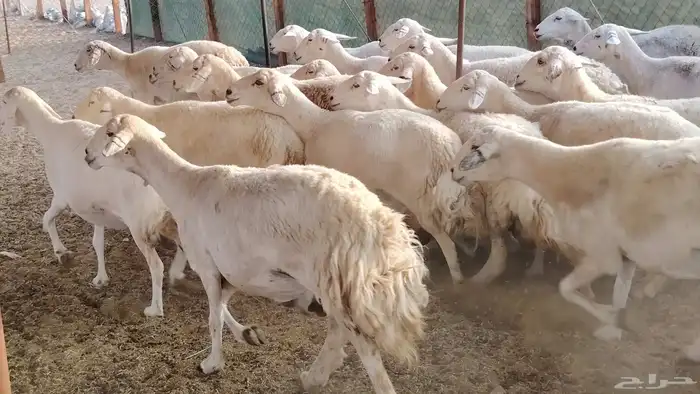 غنم حريه جروم ناهيه 39 رأس دفيع واصل 17