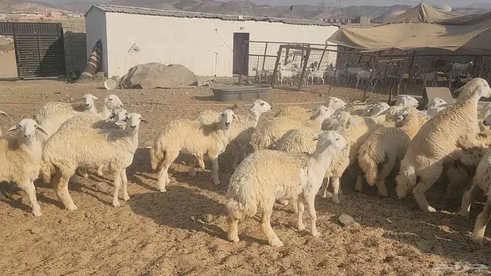 حريات مراح واحد طيبات بالحيل ذبايح جزله او مقاني 2