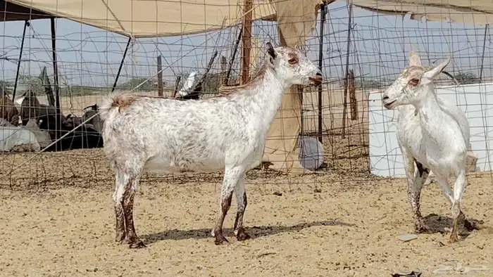 معزه مرخ للبيع 7