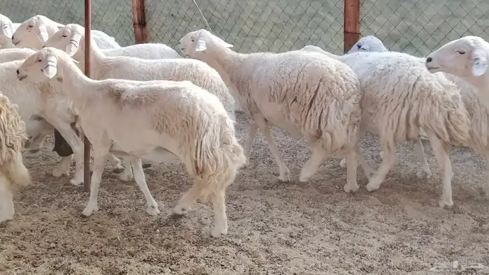 غنم حريه جروم ناهيه 39 رأس دفيع واصل 12
