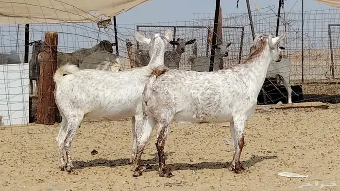 معزه مرخ للبيع 1