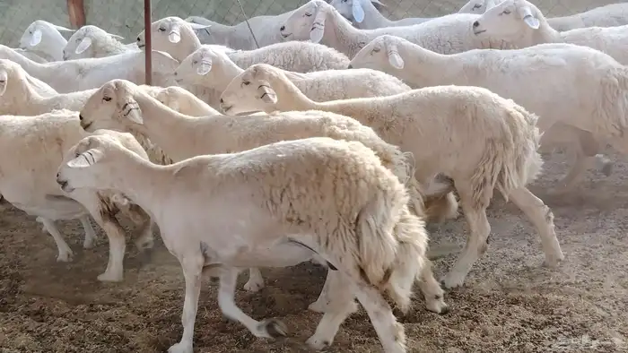 غنم حريه جروم ناهيه 39 رأس دفيع واصل 3