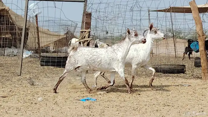 معزه مرخ للبيع 8