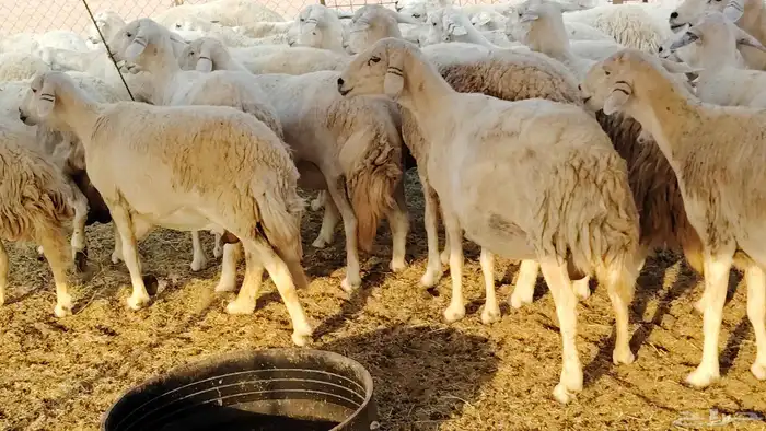 غنم حريه جروم ناهيه 39 رأس دفيع واصل 8