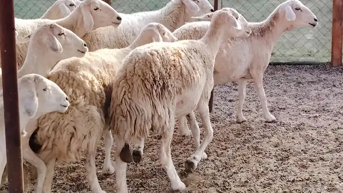 غنم حريه جروم ناهيه 39 رأس دفيع واصل 24