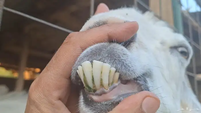 برصاء طيبه دافع قريب ولادتها باذن الله 3