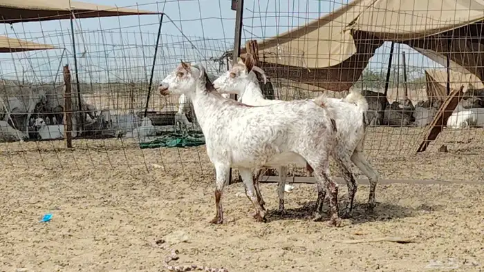 معزه مرخ للبيع 4