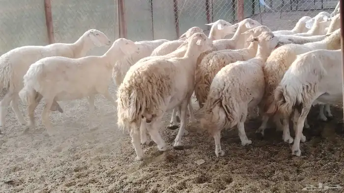 غنم حريه جروم ناهيه 39 رأس دفيع واصل 18