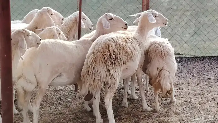 غنم حريه جروم ناهيه 39 رأس دفيع واصل 0