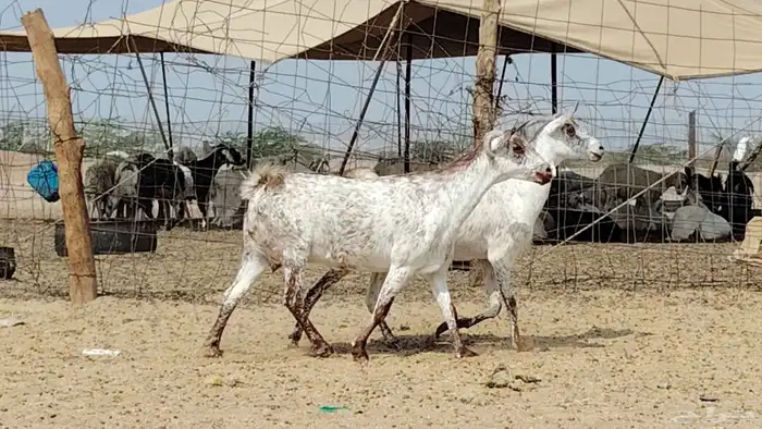 معزه مرخ للبيع 9