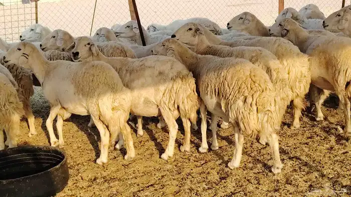 غنم حريه جروم ناهيه 39 رأس دفيع واصل 7