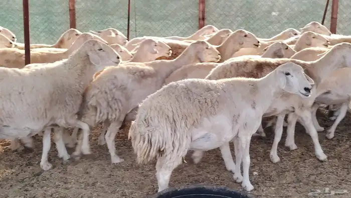 غنم حريه جروم ناهيه 39 رأس دفيع واصل 20