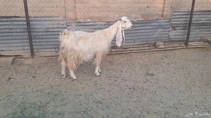 برصاء طيبه دافع قريب ولادتها باذن الله 1