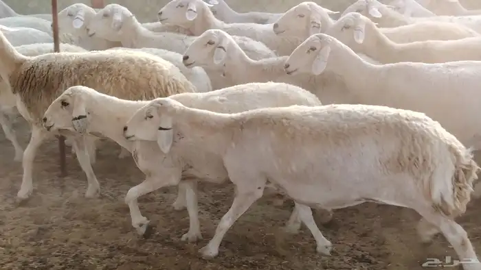 غنم حريه جروم ناهيه 39 رأس دفيع واصل 21