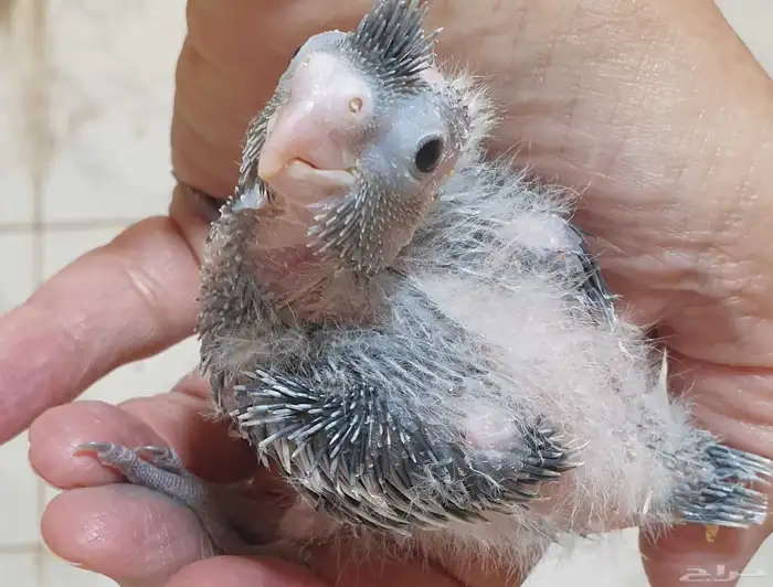 فرخ كروان محجل للبيع مع مرفقاته 5