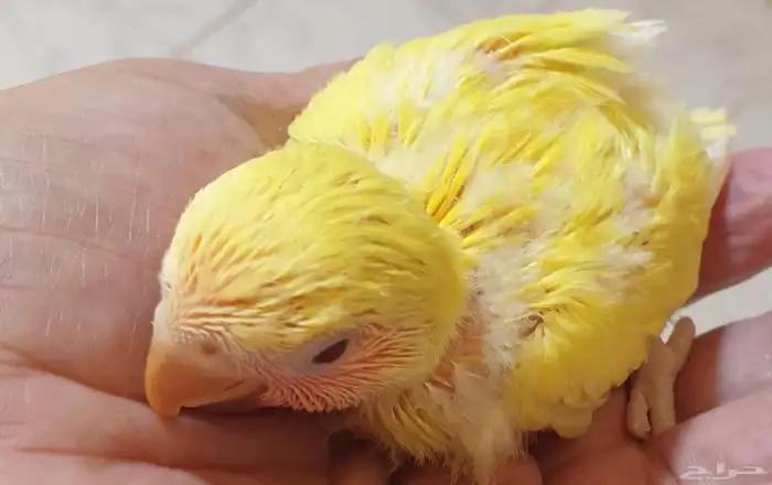 فروخ روز محجله للبيع مع مرفقات 2