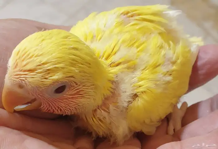 فروخ روز محجله للبيع مع مرفقات 1