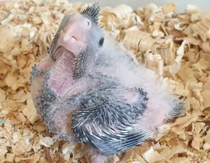 فرخ كروان محجل للبيع مع مرفقاته 2