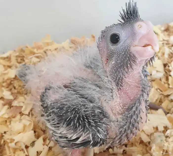 فرخ كروان محجل للبيع مع مرفقاته 0