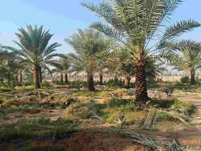 نخيل عربي انواع طيبه 6