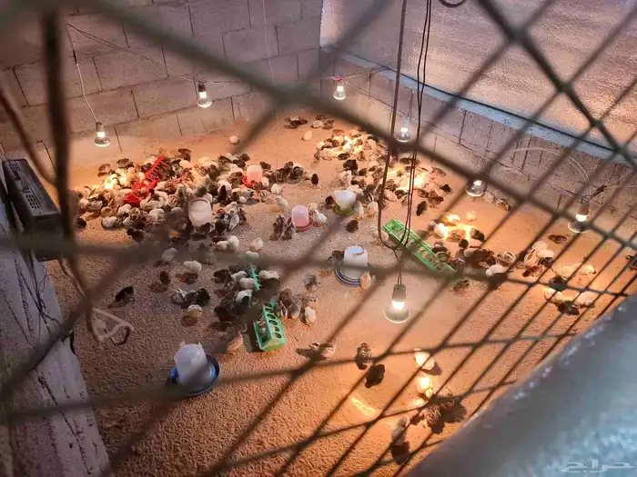 صيصان بلدي 3