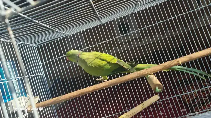 ببغاء درة ذكر انتاج 1