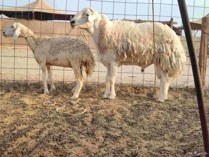 طلي فحل سنه توه سدس مشروط 1