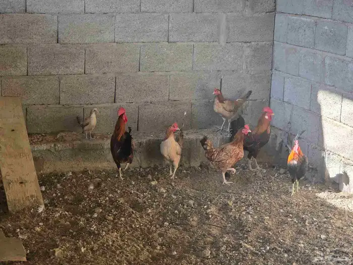 دجاج بلدي للبيع 0