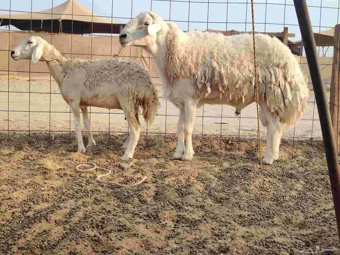 طلي فحل سنه توه سدس مشروط 0