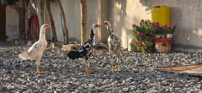 دجاج باكستاني فاخر 6