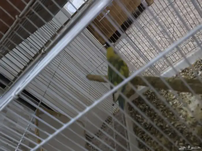 طيور روز و كنيور 4